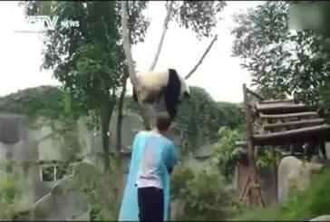 Panda fait un câlin pour descendre de l’arbre