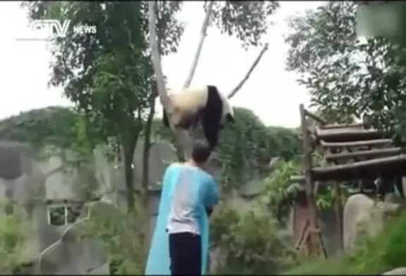 Panda fait un câlin pour descendre de l’arbre