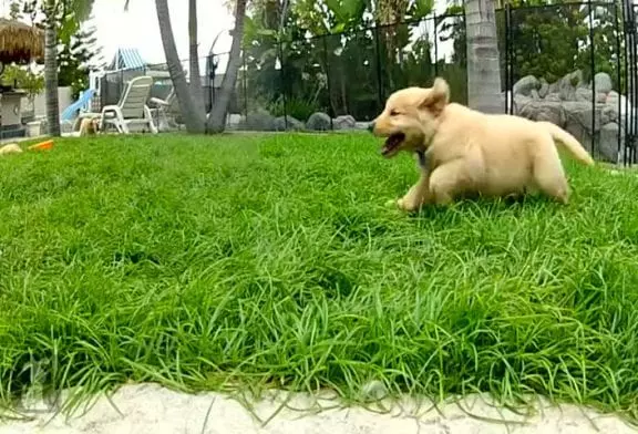 Chiots golden retriever