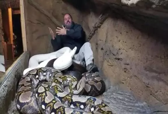 Mec se fait mordre par un python pour créer le buzz