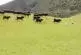 Vaches chassant une voiture rc autour d’un champ