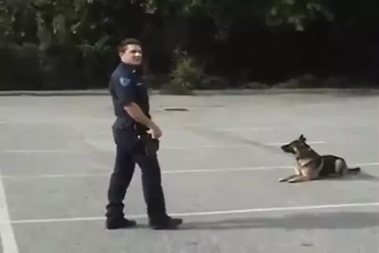 Chien policier intelligent qui peut entrer et sortir de la voiture de police tout seul