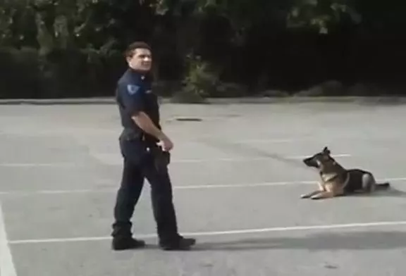 Chien policier intelligent qui peut entrer et sortir de la voiture de police tout seul