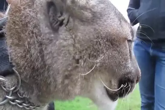 Un chant de puma