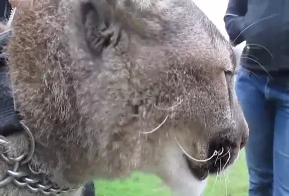 Un chant de puma