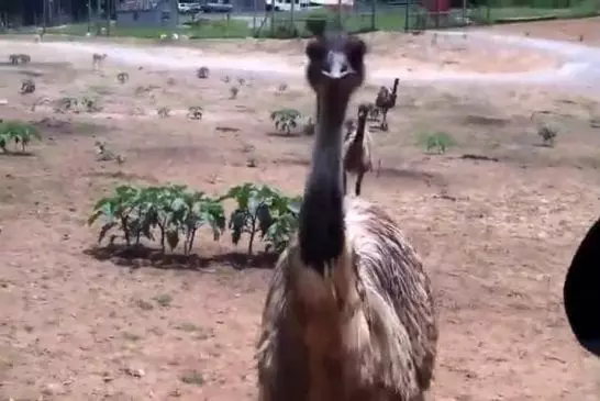 One-Eyed emu attaque