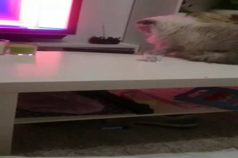 Chat nargue son propriétaire en le regardant droit dans les yeux