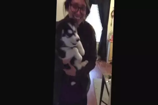 Parler chiot husky