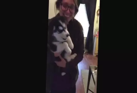 Parler chiot husky