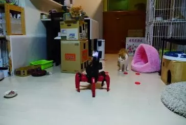 Robot joue avec le chat, chatons terrifie