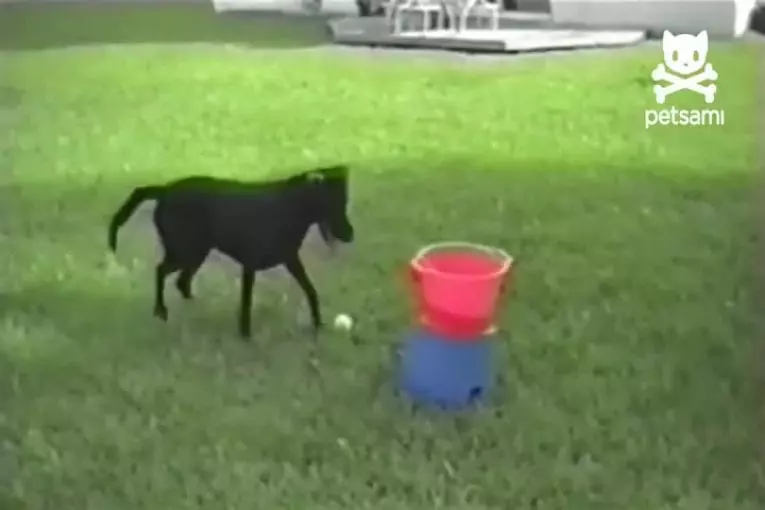 Chien qui joue avec une machine à jeter des balles