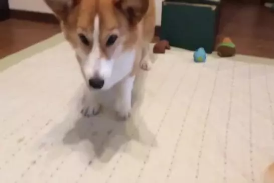 Adorable danse corgi