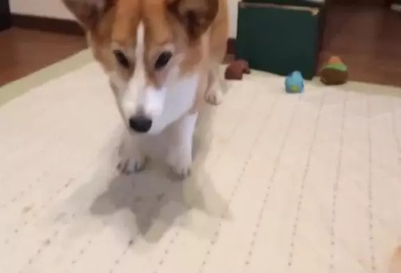 Adorable danse corgi