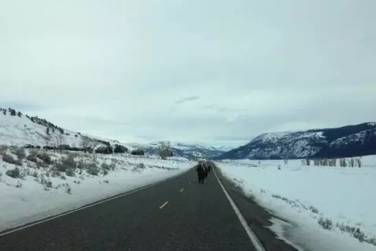 Vous ne croirez pas ce que ces bisons de Yellowstone faire