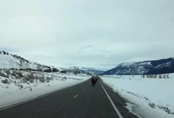 Vous ne croirez pas ce que ces bisons de Yellowstone faire
