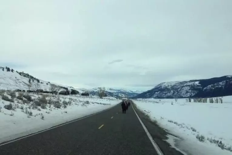 Vous ne croirez pas ce que ces bisons de Yellowstone faire