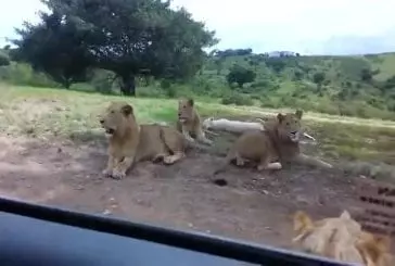 Lion ouvre la porte de la voiture