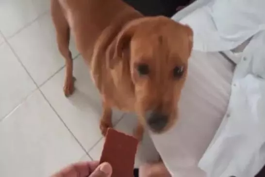 Chien terrifié faible en gras agneau saccadée