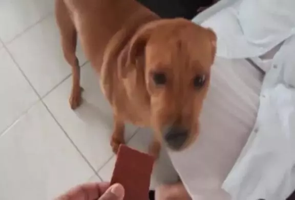 Chien terrifié faible en gras agneau saccadée