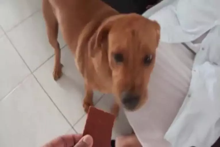 Chien terrifié faible en gras agneau saccadée