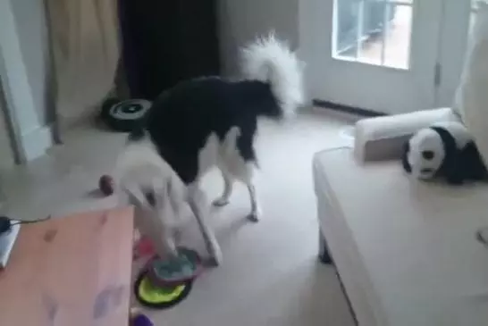 Mon chien adore jouer au frisbee