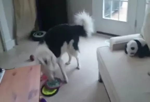 Mon chien adore jouer au frisbee