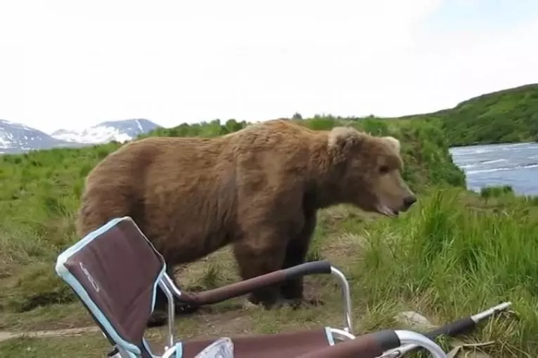 Rencontre avec un ours brun