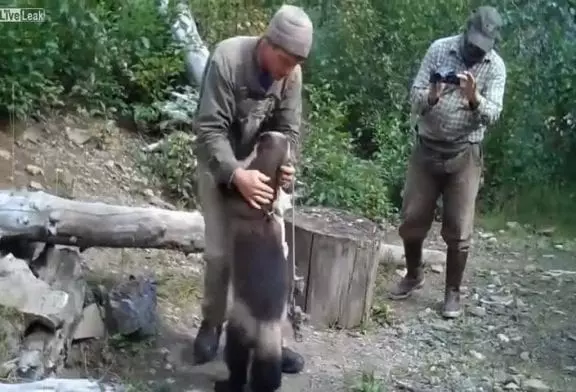 Grand carcajou d'alaska ami avec homme