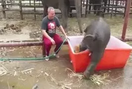 Baignoire pour bébé éléphant