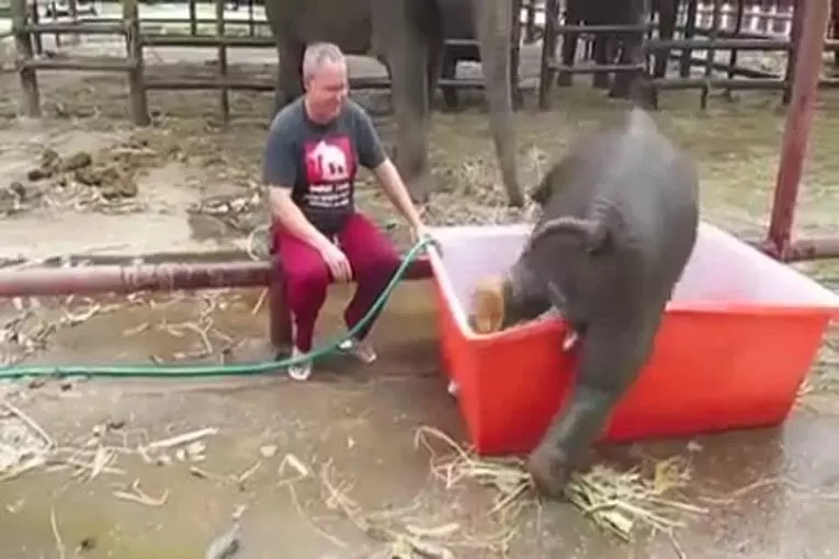 Baignoire pour bébé éléphant