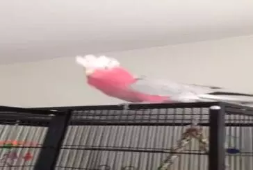 Oiseau super excité