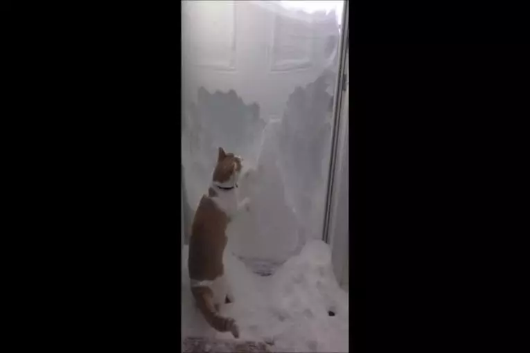 Chat essayant de creuser porte après massif tempête de neige