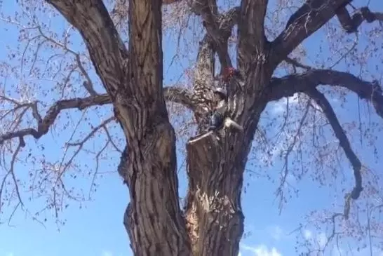 Avant l’escalade de cabane dans les arbres