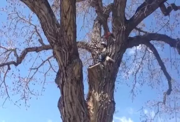 Avant l’escalade de cabane dans les arbres