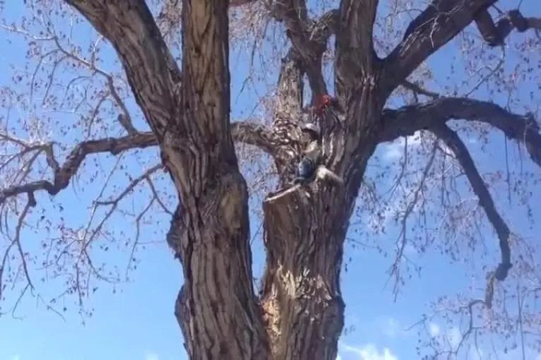 Avant l’escalade de cabane dans les arbres