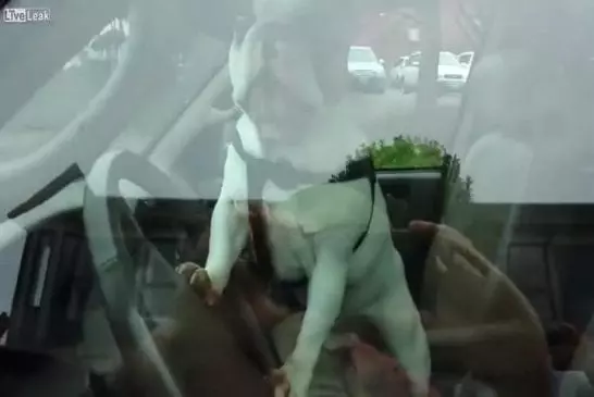 Chien et klaxon de voiture
