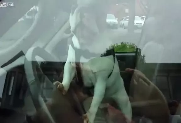 Chien et klaxon de voiture
