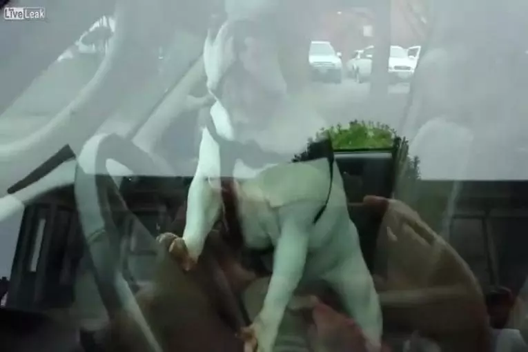 Chien et klaxon de voiture