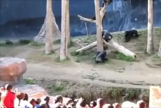 Chimpanzés fous de défense à la la zoo