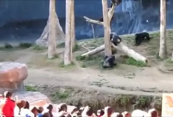 Chimpanzés fous de défense à la la zoo