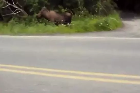 Solo randonnée alaska 2014