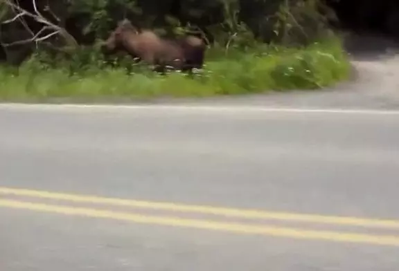 Solo randonnée alaska 2014