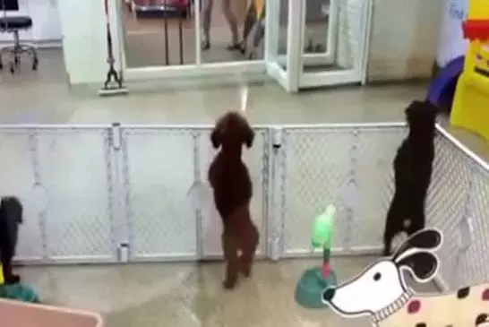 Chiot voit son propriétaire et devient super-excité