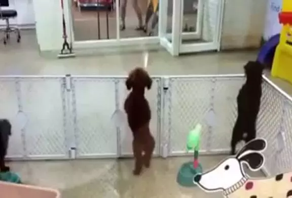 Chiot voit son propriétaire et devient super-excité