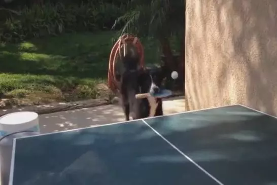 Chien joue au tennis de table