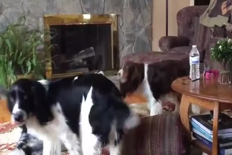 Hurlement de chiens agacés