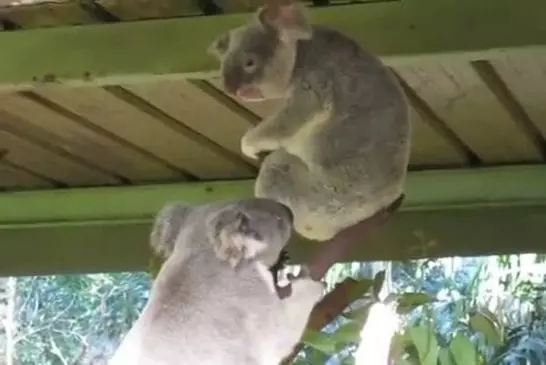 Incroyable combat de koala