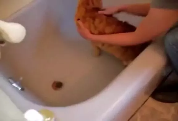 Bain de chat paniquer
