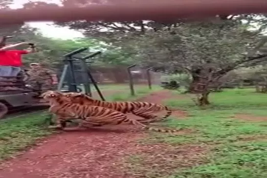 Tigre en mode bête sauvage