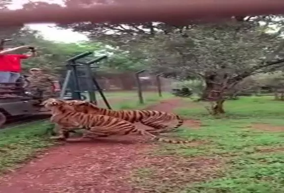 Tigre en mode bête sauvage